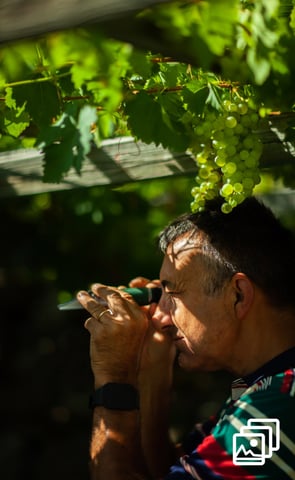 a man looking in an instrument in a vineyard