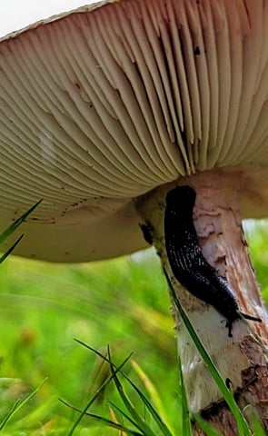 a mushroom on the ground with a slug on it