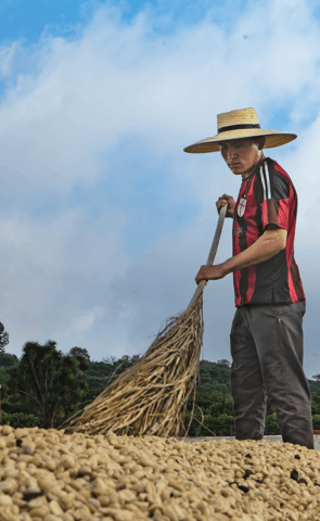 a man in a straw hat is holding a broom moving coffee beans