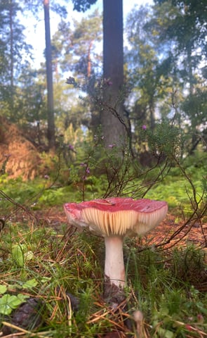 Toadstool in Montreathmont Forest