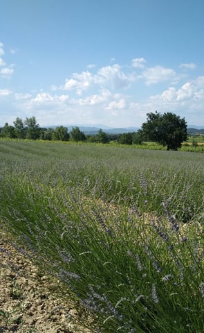paysage agricole