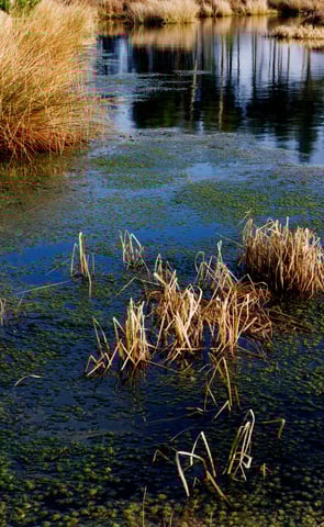 a pond with a few plants at Rainham Marshes