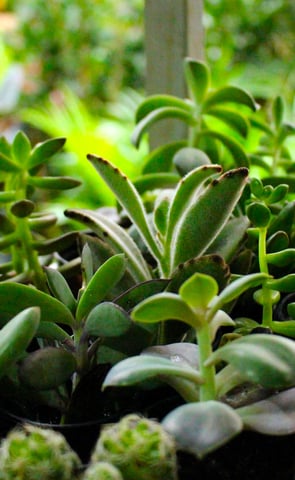 a bunch of succulente plants in a potted container
