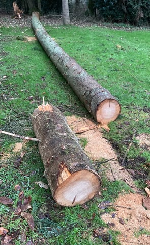 Tree down ready for cutting and tidying up