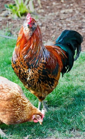 A rooster with a beard and a hen on the grass