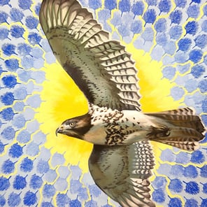 Buteo jamaicensis (Available) 