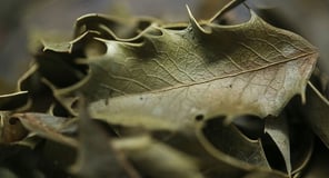 Folhas de espinheira-santa, com seu aspecto coriáceo e pontiagudo.