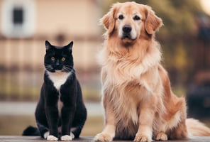 Katze und Hund sitzen nebeneinander