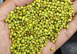 Premium Quality Green Sabut Dhaniya Supplier and Wholesaler in Siyaganj Indore – Sampurnaa Enterpris