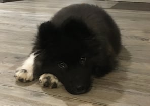 Akita Américain chiot en apprentissage chez Canisens à Roanne