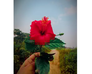 beatiuful flower