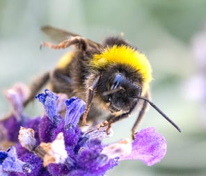 a bee with a yellow and black bee on a purple flower