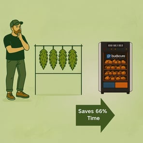 Cannabis hang drying