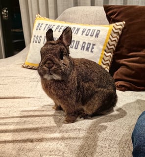 Photo of Joey, a Netherland Dwarf rabbit