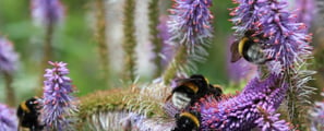 a bunch of bees on a flowery plant