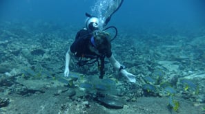 Diving on Havelock and Neil Islands, Andaman and Nicobar Islands