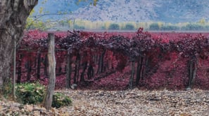 viñas, vino, campo chileno