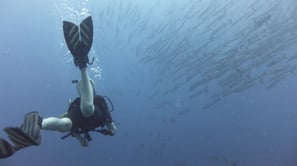 Diving on Havelock and Neil Islands, Andaman and Nicobar Islands