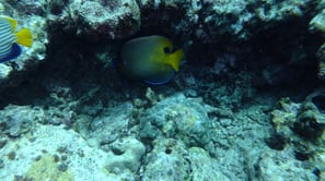 Diving on Havelock and Neil Islands, Andaman and Nicobar Islands