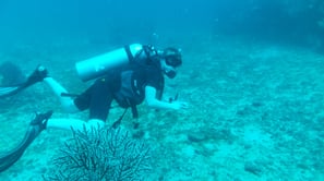 Diving on Havelock and Neil Islands, Andaman and Nicobar Islands