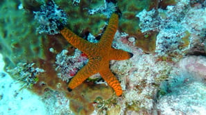 Diving on Havelock and Neil Islands, Andaman and Nicobar Islands