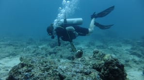 Diving on Havelock and Neil Islands, Andaman and Nicobar Islands