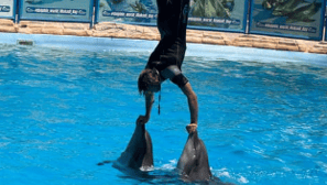 Dolphin World Show with Walruses