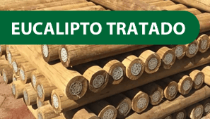 Eucalipto tratado