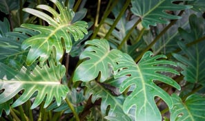 Example of lobed leaves on a Philodendron xanadu