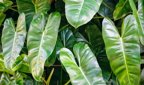 Philodendron Congo