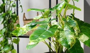 Mature Philodendron burle marx variegata leaves