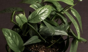 Juvenile Epipremnum Cebu Blue with no fenestrations