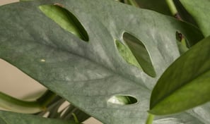 Semi-mature Epipremnum Cebu Blue with holes in the leaves