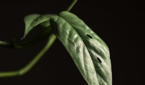 Juvenile Epipremnum leaf starting to develop holes