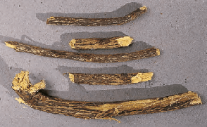 Glycyrrhiza glabra - réglisse racine