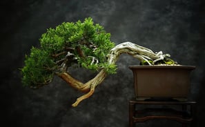asia-bonsai-tree-wabi-sabi