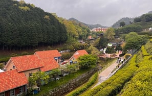 Boseong tea fields and coffee shop