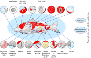 Disease and Parasites
