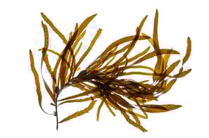 Phyllospora comosa