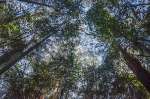 Eucalyptus trees at Cape Otway on the Great Ocean Road
