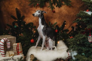 Shooting de Noël pour notre whippet de compagnie