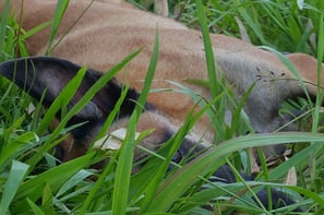 dressage respectueux chien Guadeloupe
