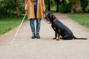 a dog sitting on a leash while a man walks with a cane