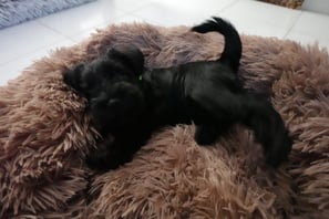 Coquin petit chiot Schnauzer miniature