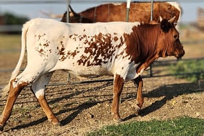 Miniature longhorn heifer calf in Venus, TX