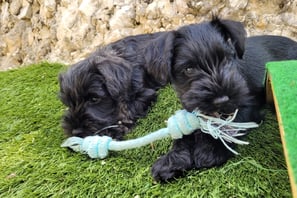 Chiots Schnauzers miniatures