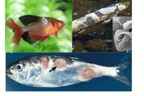 Common Fungal Pathogens in Fish
