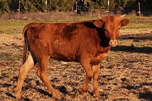 Miniature Longhorn Heifer calf