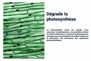 PESTICIDES DEGRADE LA PHOTOSYNTHESE