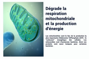 PESTICIDES DEGRADE RESPIRATION MUTOCHONDRIALE PRODUCITON ÉNERGIE